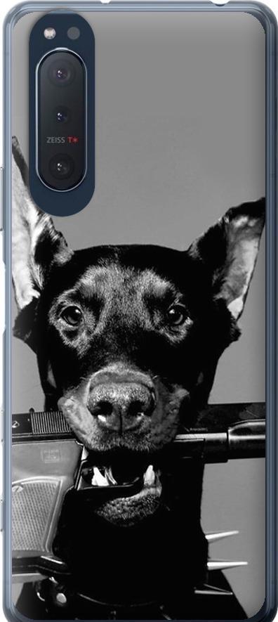 Чехол на Sony Xperia 5 II Доберман (2745t-2258-42517) Чехол на Sony Xperia 5 II Доберман (2745t-2258-42517)
