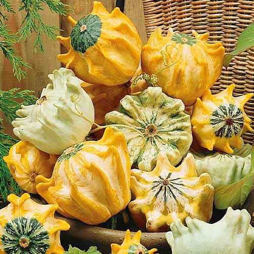 Насіння Гарбуз Florium декоративний Корона (8458)