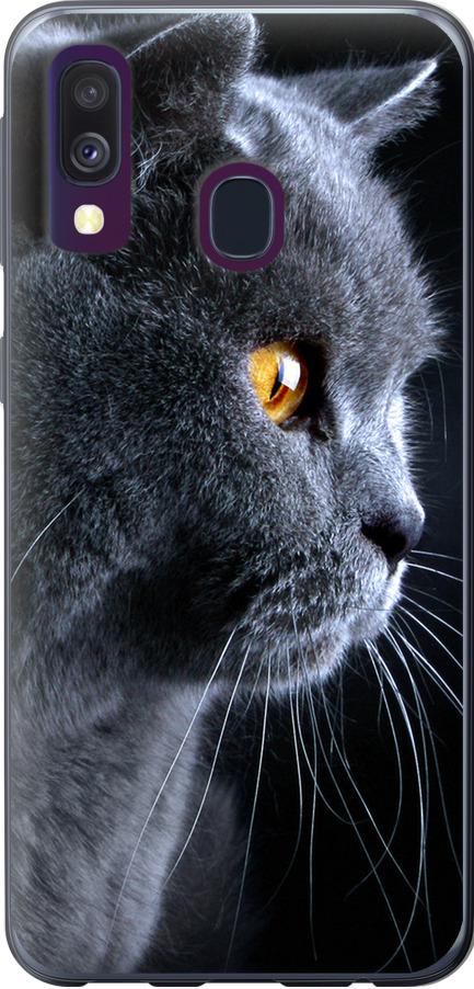 Чехол на Samsung Galaxy A40 2019 A405F Красивый кот (3038u-1672-42517)