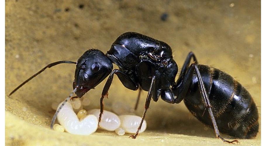 Гигантский муравей древоточец Camponotus vagus (2618109396)