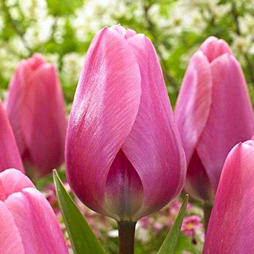 Тюльпан Florium Big Love (17888)