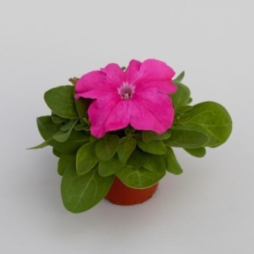 Семена цветов Floranova Петуния крупноцветковая Espresso Grande Pink 50 шт. (BN07841-3) Семена цветов Floranova Петуния крупноцветковая Espresso Grande Pink 50 шт. (BN07841-3)