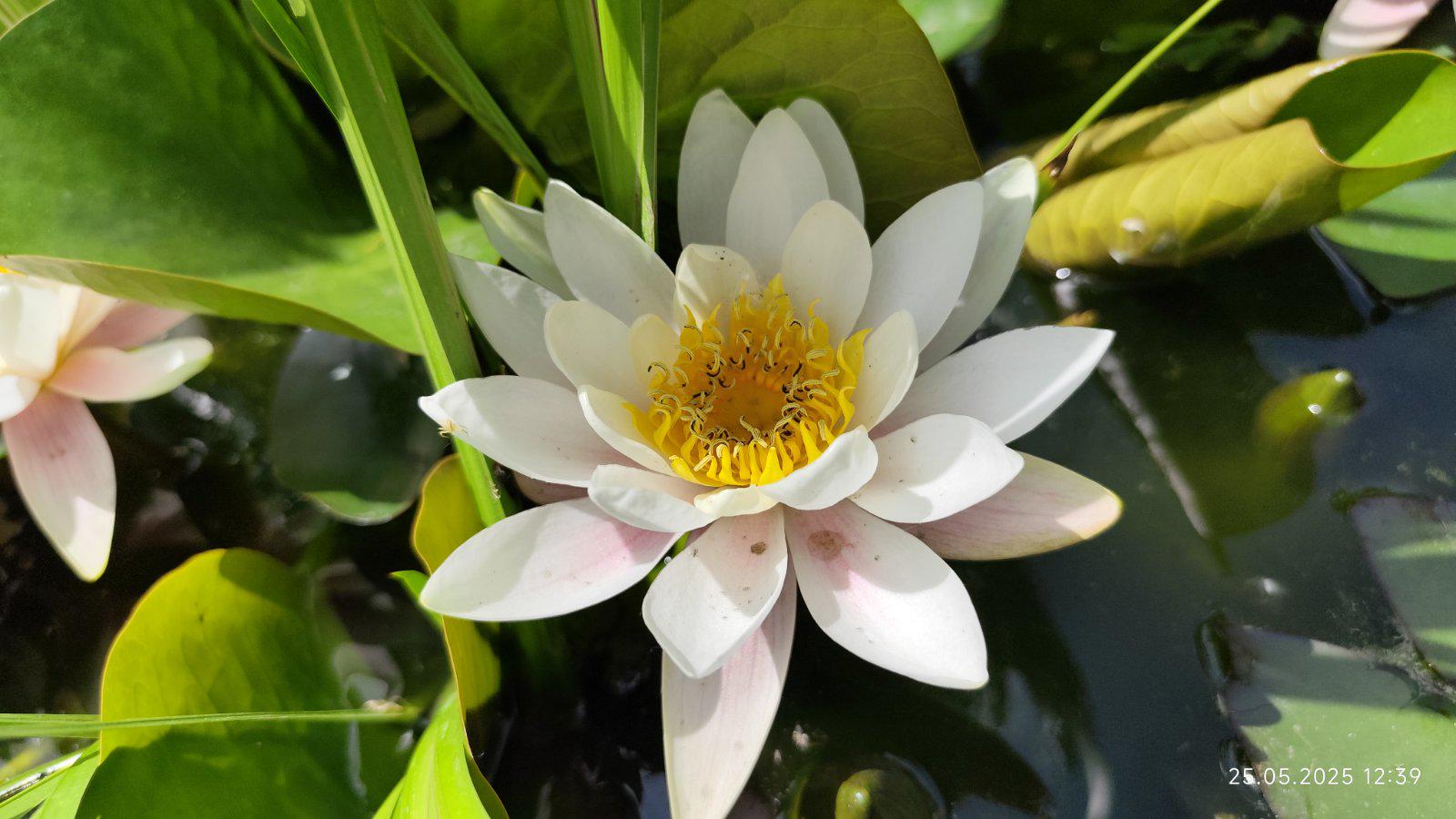 Нимфеи для пруда взрослое растение в горшке (28131835)