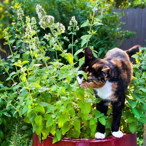 Насіння Котовник лимонний (12342)