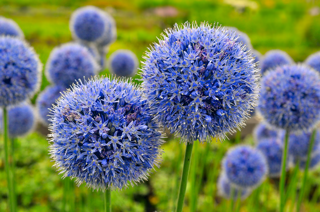 Цибуля декоративна Caeruleum 5 шт. - фото 3
