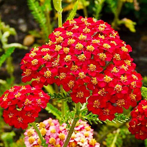 Тысячелистник Florium Paprika (5364)