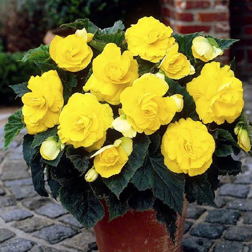 Бегония Florium махровая Желтый (6410)
