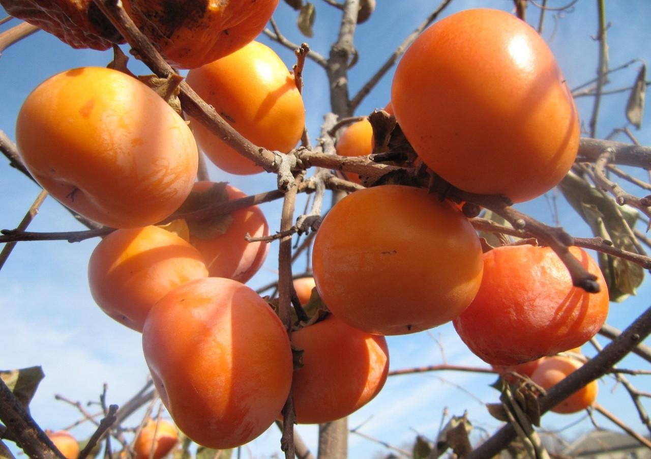 Саженец хурмы Сосновская двухлетняя самоплодная зимостойкая средняя (651476513) - фото 4 Саженец хурмы Сосновская двухлетняя самоплодная зимостойкая средняя (651476513) - фото 4