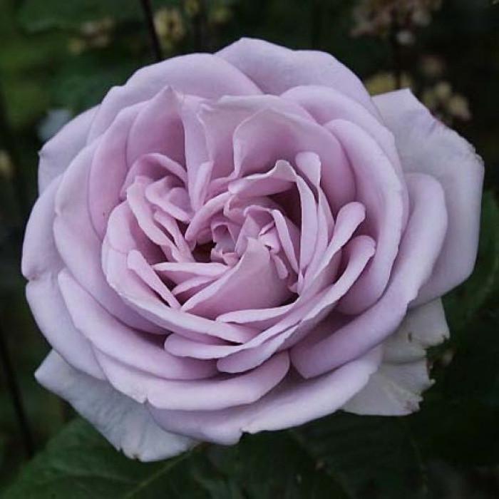 Роза Sandra Renaissance Шраб (2669460651)