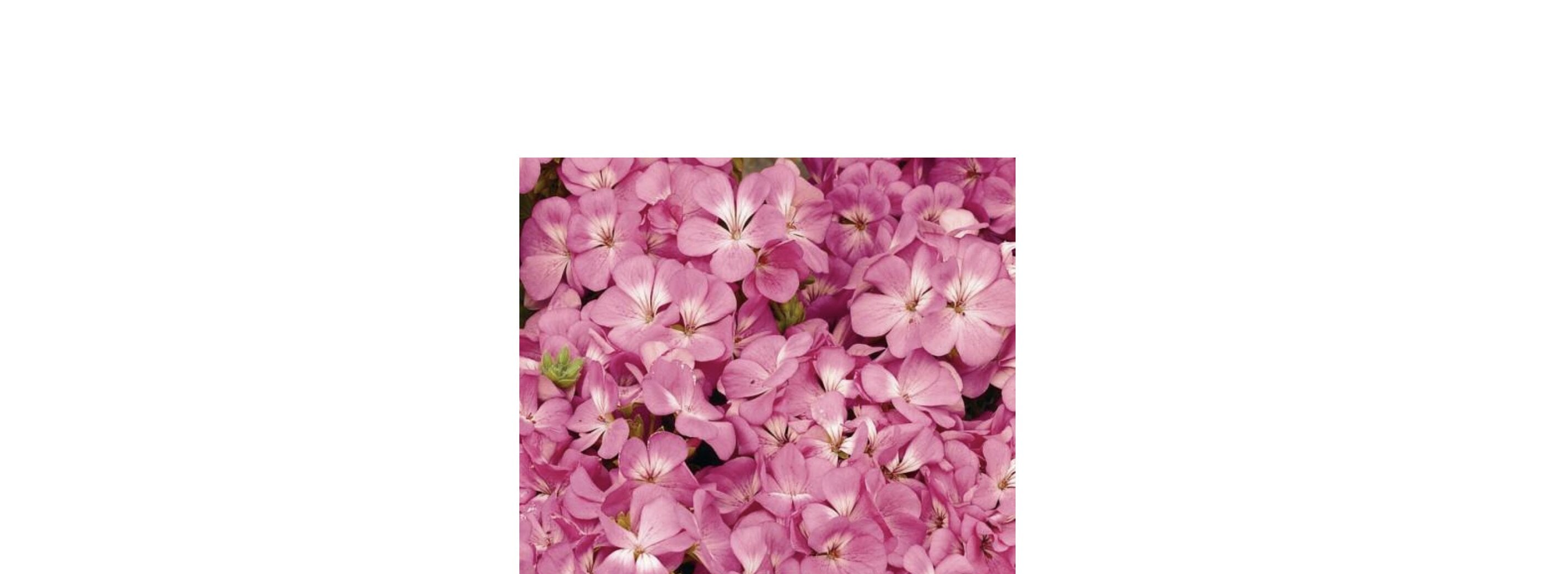 Семена цветов Syngenta Пеларгония садовая Multibloom Pink 250 шт. (BN01649-2)