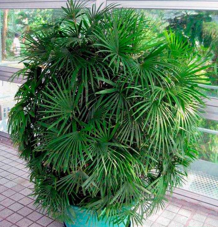 Семена рапис высокий Rhapis excelsa бамбуковая пальма 5 шт.