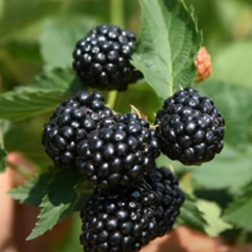 Саджанець Ожина Caddo високоврожайний сорт ранній термін дозрівання (181511)