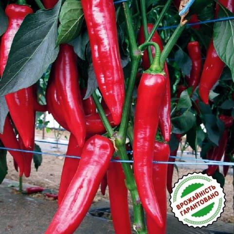 Семена Перець Florium гострий Шакіра F1 (15902)