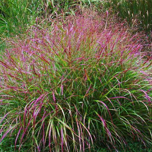 Паникум Rotstrahlbusch Florium (5864)