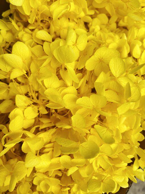 Стабілізована гортензія 5 г Жовтий