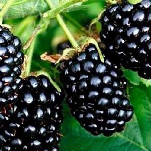 Саджанець Ожина великоплідна Бжезина Brzezina (46073)