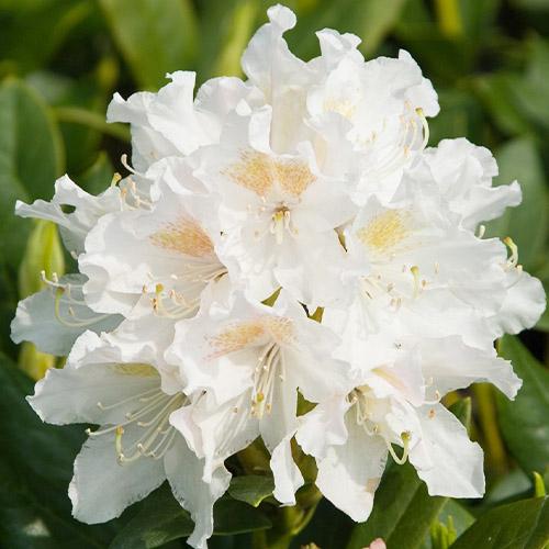 Рододендрон Florium Nene (22561)