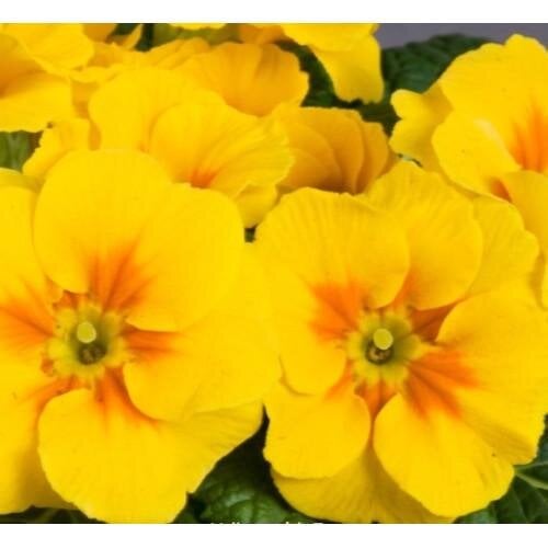 Семена цветов Примула бесстебельная Danova Yellow with Eye (BN07015) Семена цветов Примула бесстебельная Danova Yellow with Eye (BN07015)