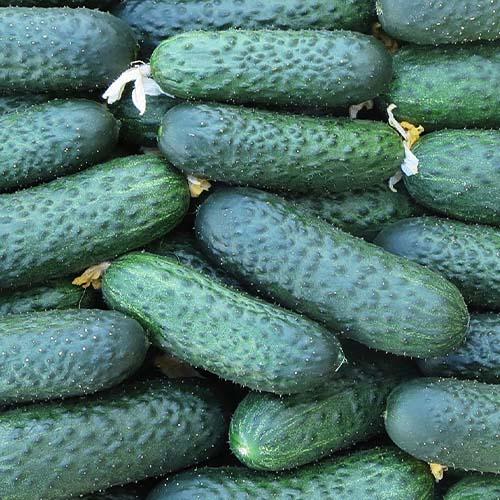 Насіння Огірок Florium Чайковський F1 (10723)