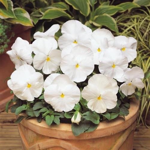 Семена цветов Виола MATRIX F1 WHITE PanAmerican 100 шт. (BN03405-3)