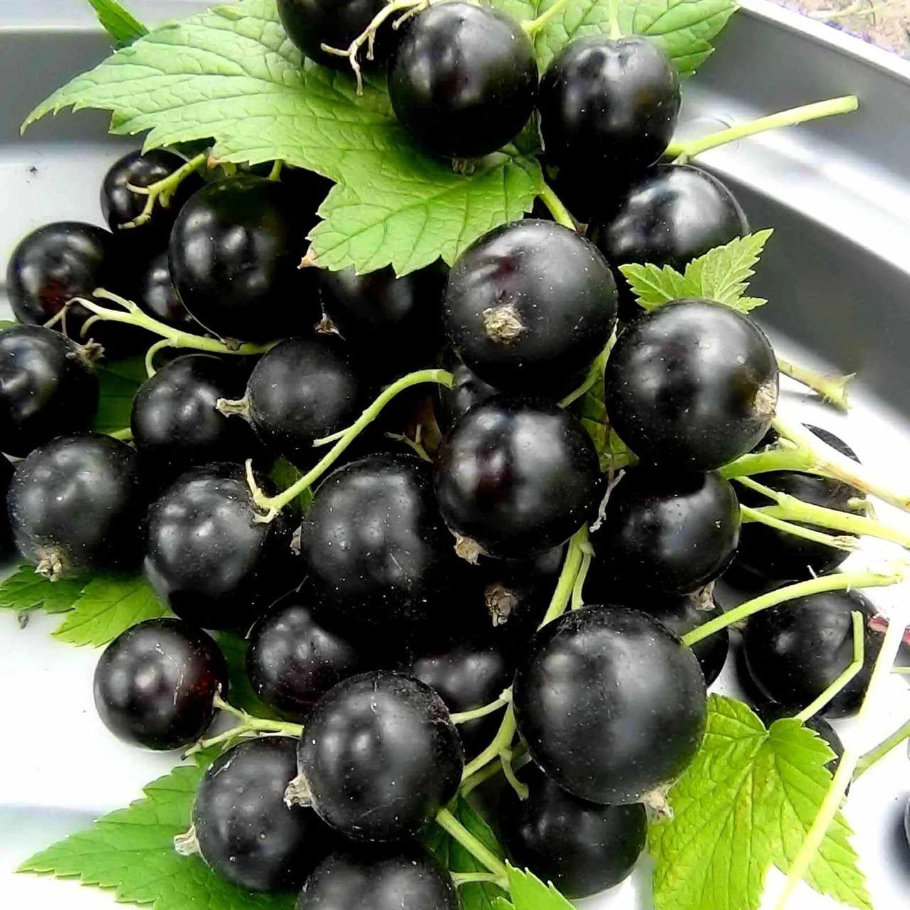 Саджанець чорної смородини Мрія 5 середня (841947214)