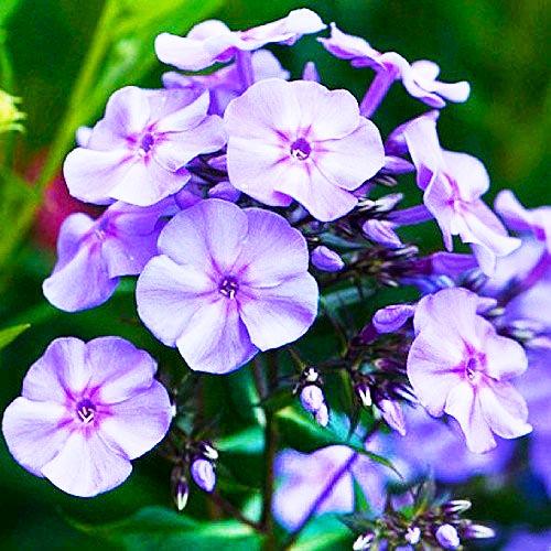 Флокс Florium Blue Boy (3162)