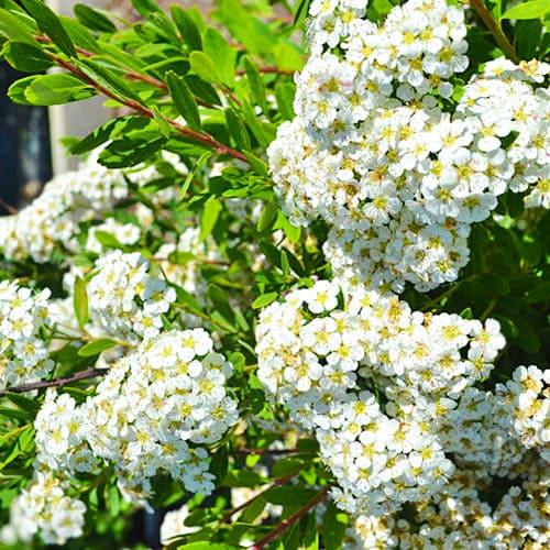 Спирея Snowmound Florium