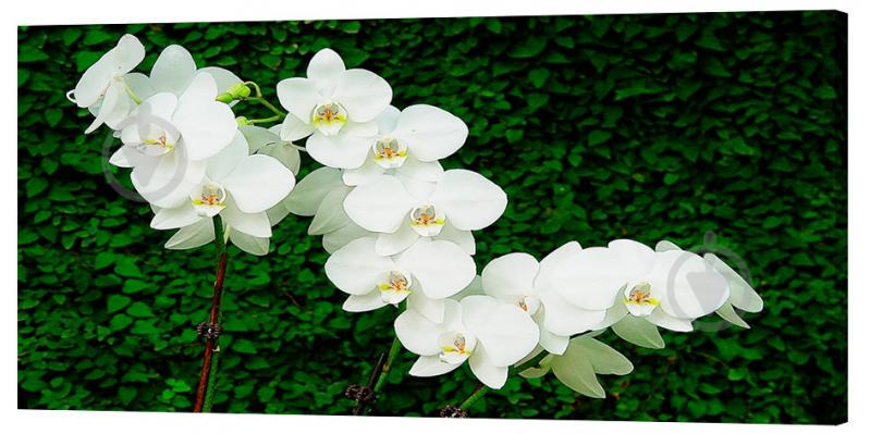 Картина на холсте Декор Карпаты Цветы 50х100 см (c502)