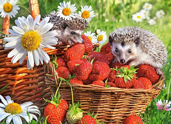 Картина по номерам Josef Otten Животные Ежики на клубнике 40х50 см в термопакете (5414RA_O-mt) Картина по номерам Josef Otten Животные Ежики на клубнике 40х50 см в термопакете (5414RA_O-mt)