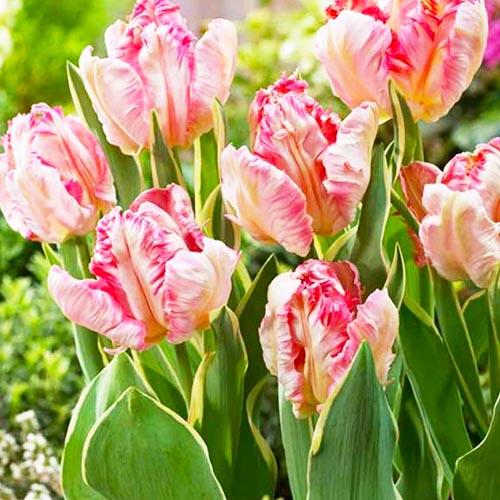 Тюльпан Florium Silver Parr (15938) - фото 3 Тюльпан Florium Silver Parr (15938) - фото 3