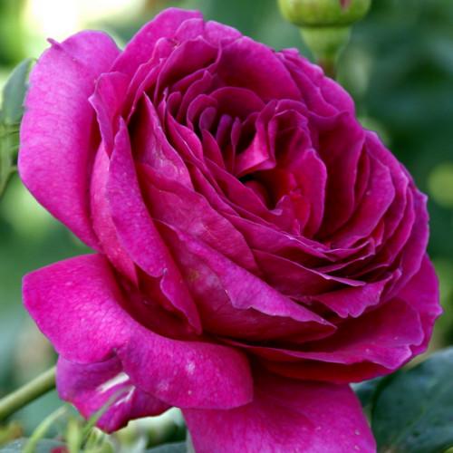 Саджанці Троянди Юріандра ароматна (93)