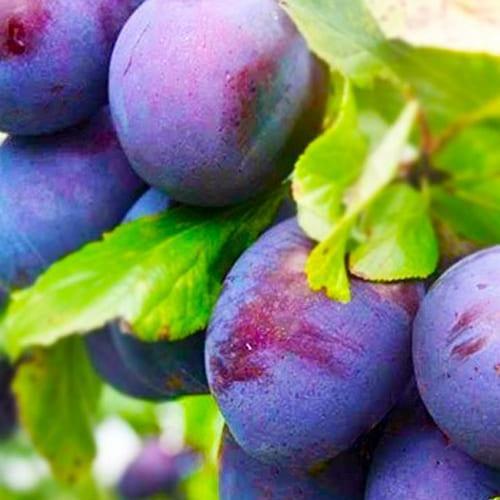 Сажанец Слива бордовая с синим оттенком Заветная мечта Cherished dream премиальный высокоурожайный очень сладкий сорт (61703)