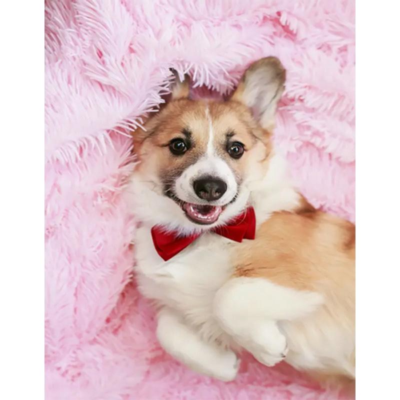 Алмазна мозаїка Strateg Преміум Коргі 40x50 см (Str-JSFH85874)