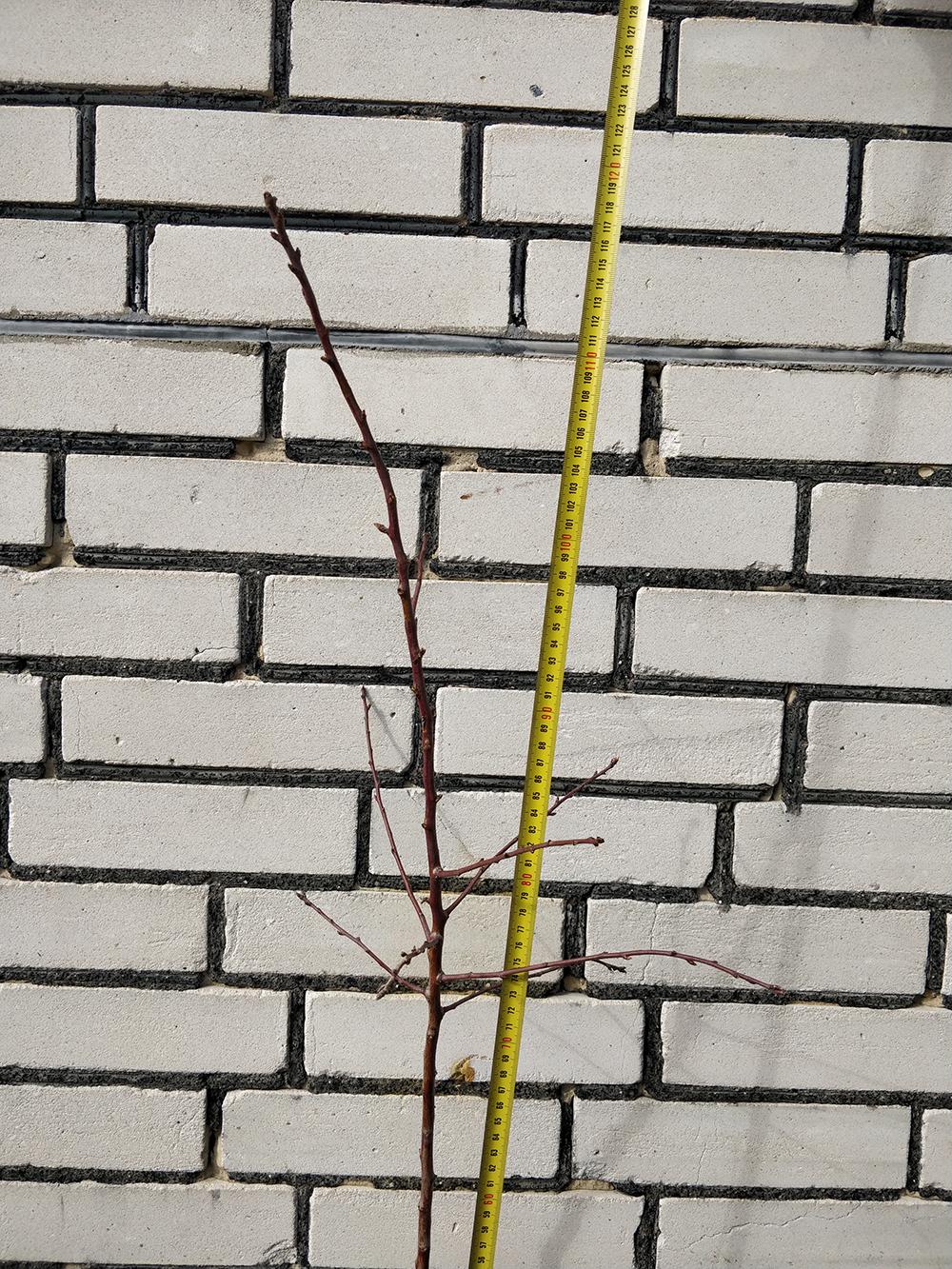 Миндаль сорт Бумажный 1-летний (14896111) - фото 2