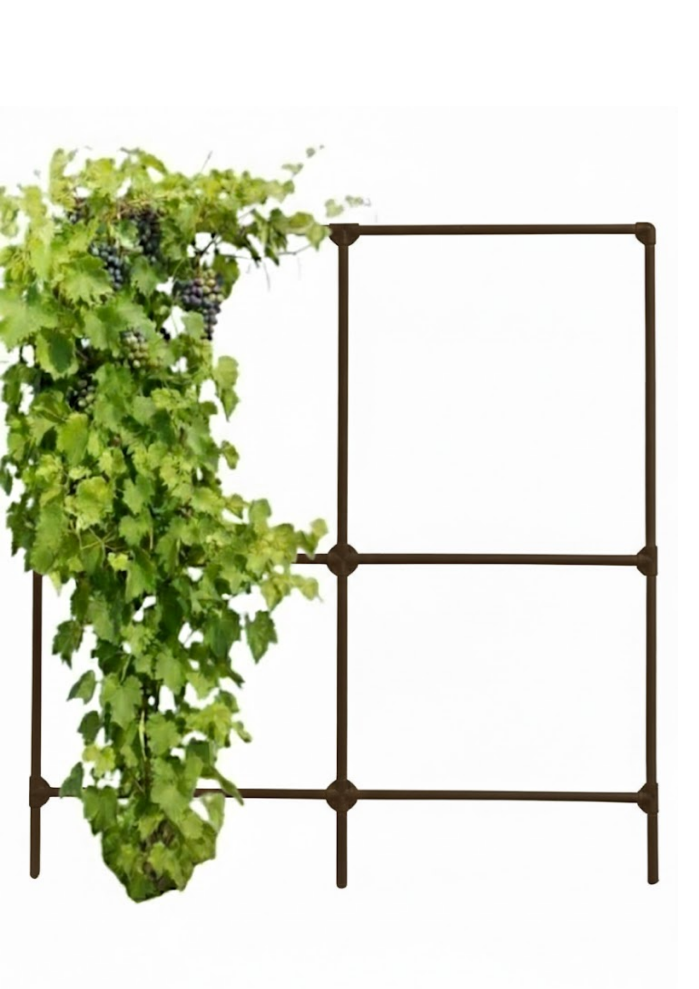 Шпалера для винограда SIMBUD 200х200см цинк RAL8019 (31992648)