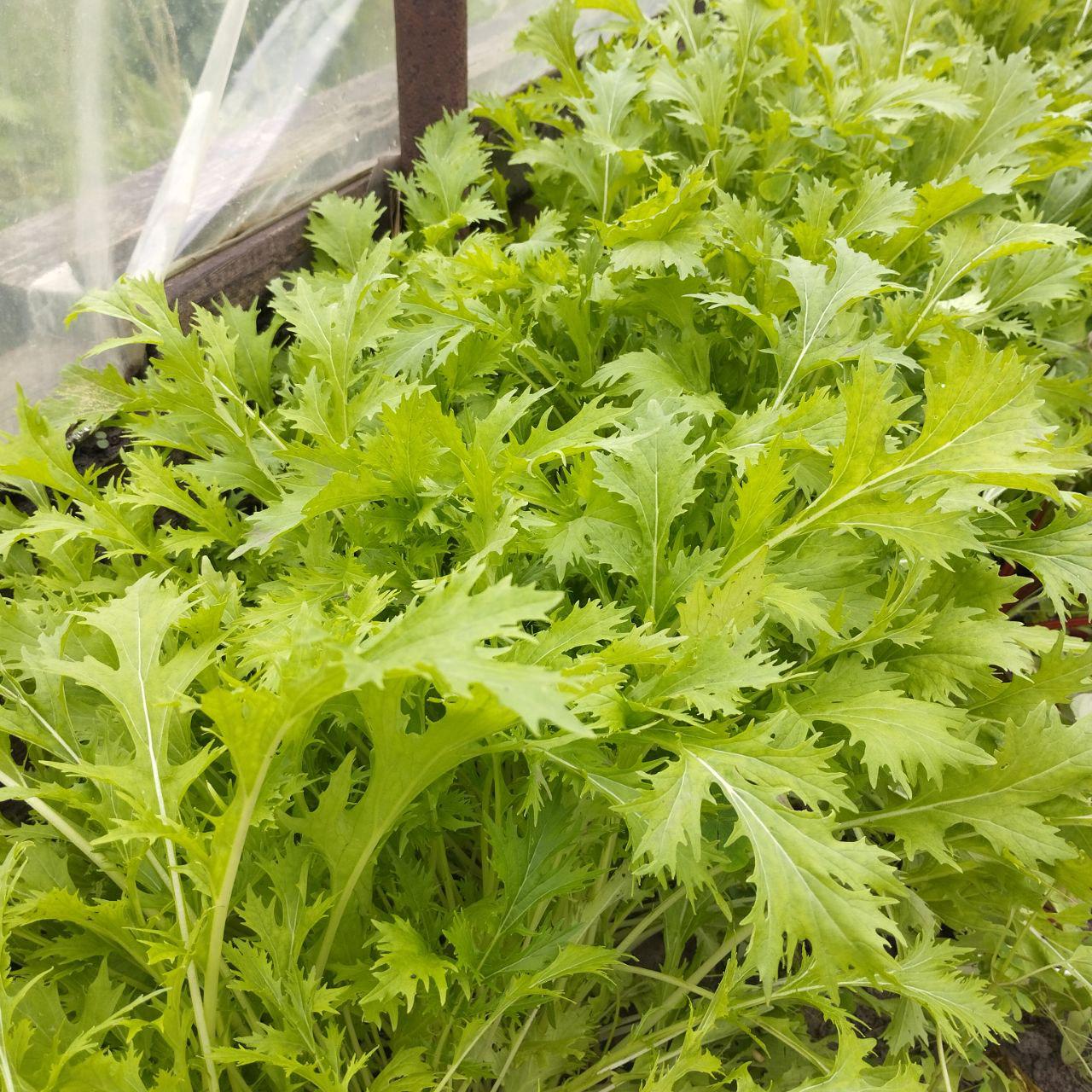 Семена Мизуна Зеленая  1 г 500 шт. скороспелая японская капуста (RS-00903)