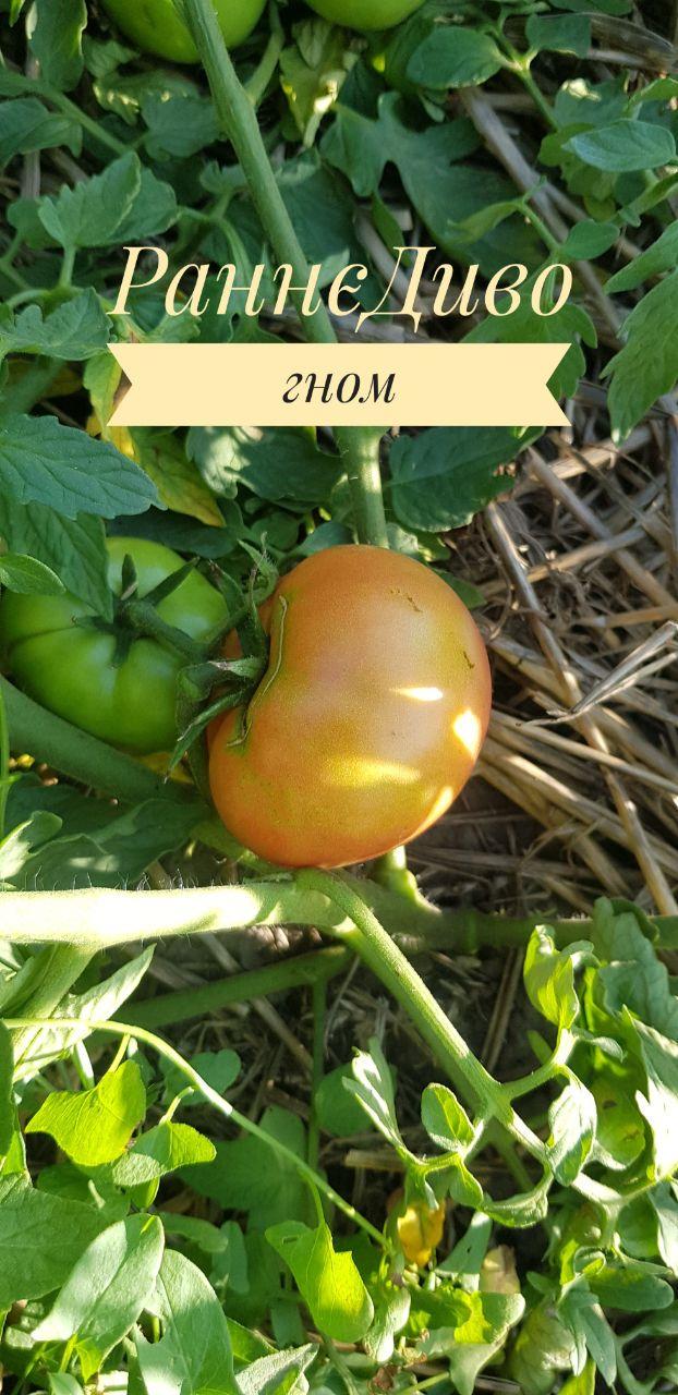 Семена помидоров Гном Раннее Чудо/Dwarf Early Wonder 30 шт. (2976590291)