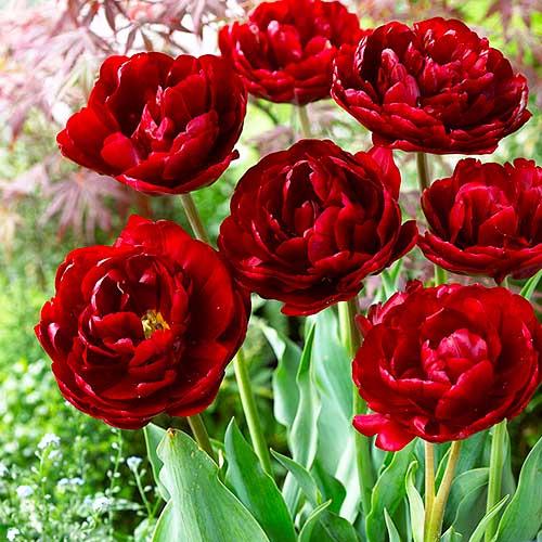 Тюльпан Florium Uncle Tom (5688) - фото 2 Тюльпан Florium Uncle Tom (5688) - фото 2