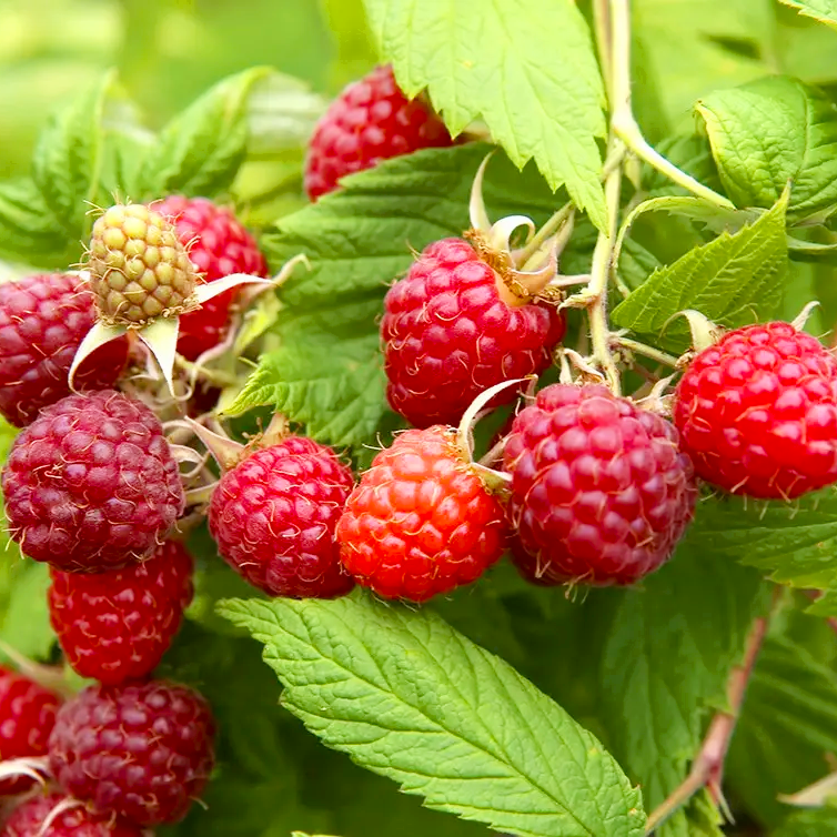 Саженец малины Полана ремонтантной крупноплодная (2124820990)