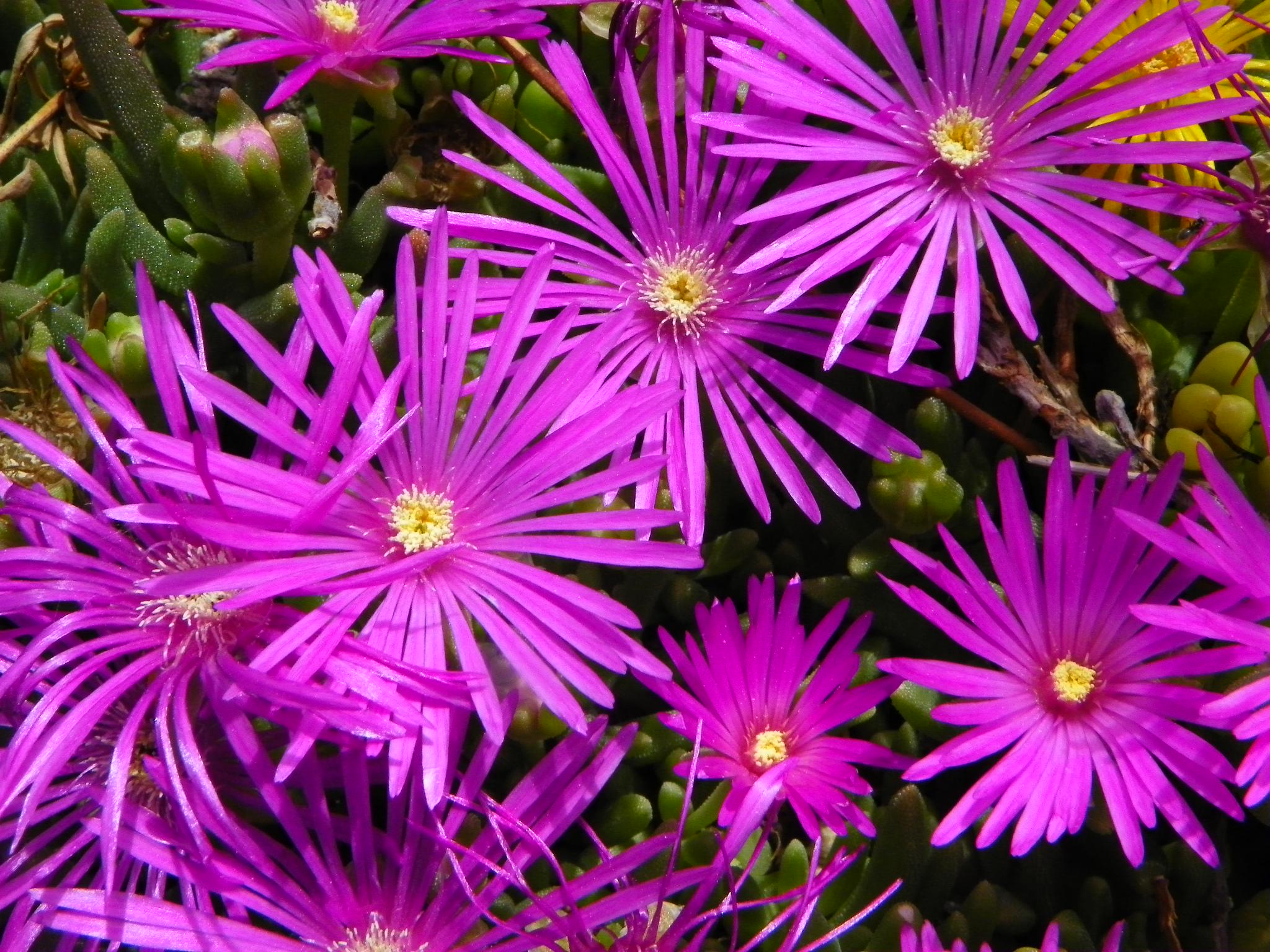 Делосперма Купера Delosperma cooperi 1 шт. (38292270)