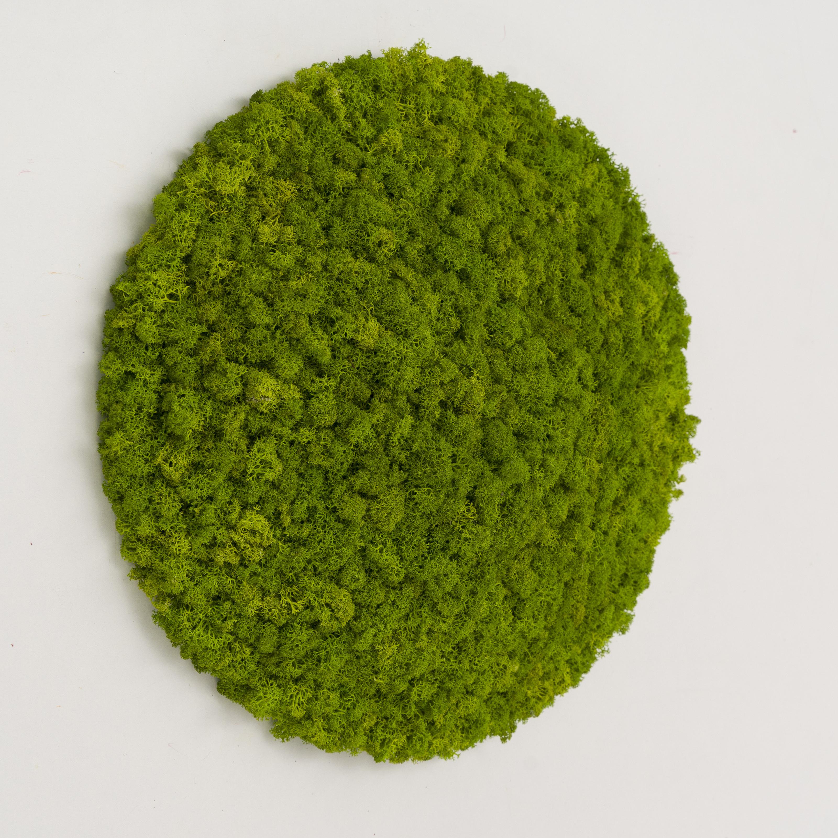 Декоративное панно из мха Organic Design d 33 см Light Green (701-02)