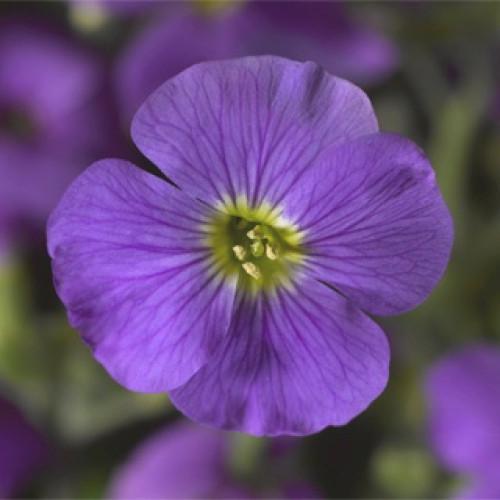 Семена цветов Syngenta Обриета гибр Audrey Light Blue 500 шт. (BN04094-2)