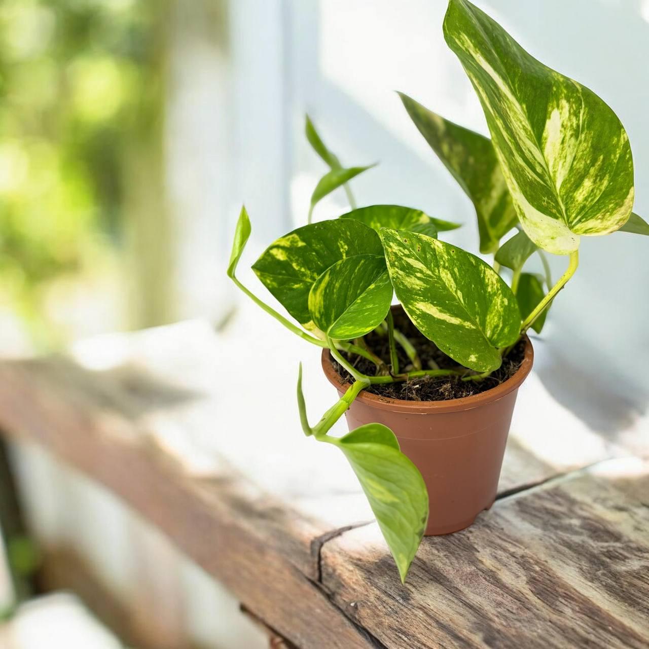 Епіпремнум золотистий Epipremnum Aureum (38298332)