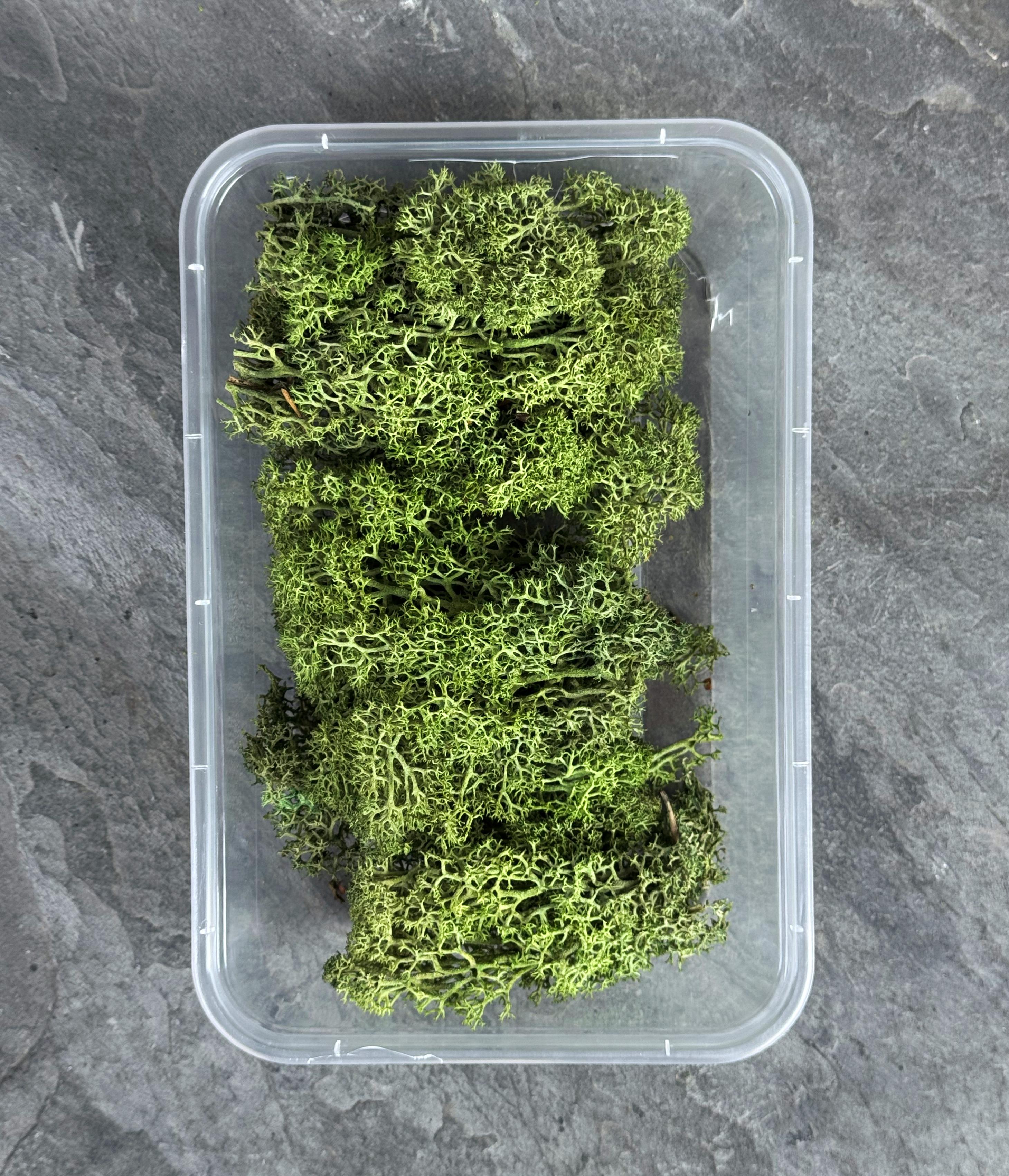 Мох ягель стабилизированный Premium 20 г Темно-зеленый