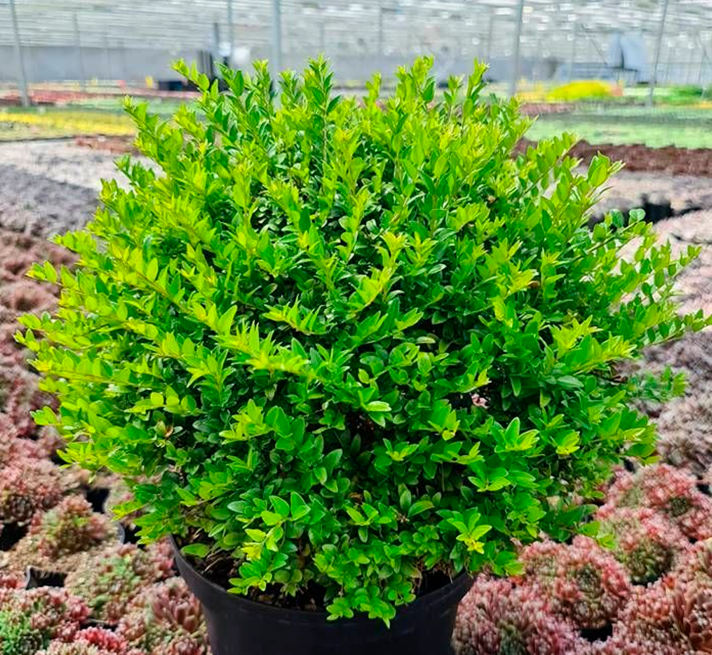 Саженец Жимолость блестящая Garden Clouds Green Breeze Р9 (2-44)