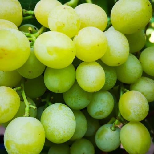 Саджанець Виноград десертний Красень укорінений саджанець у контейнері (187675)