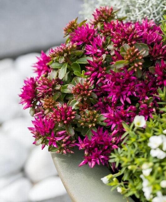 Очиток ложный "Deep Rose" Р9