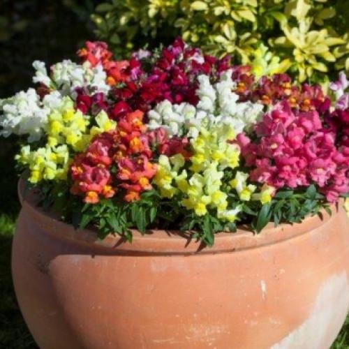 Семена цветов Floranova Львиный зев Cracle&Pop Formula Mix 100 шт. (BN07550-3)