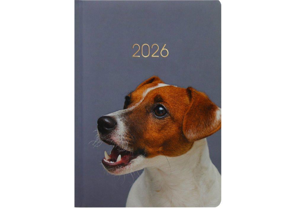 Дневник датированный 2026 Economix Color A5 336 стр. Разноцветный (E21841)