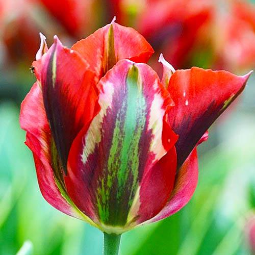 Тюльпан Florium Eye Catcher (5746)